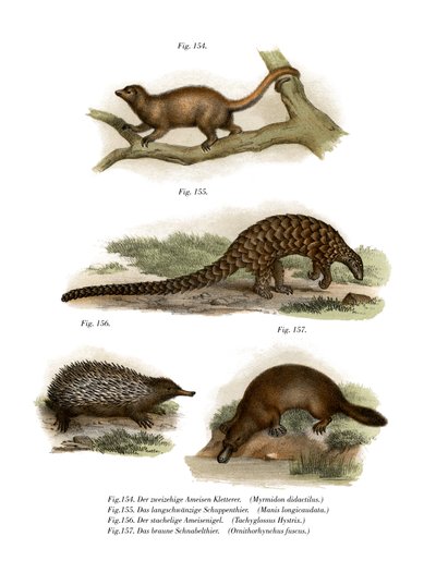 Silky Anteater，1860 作者 德国学校